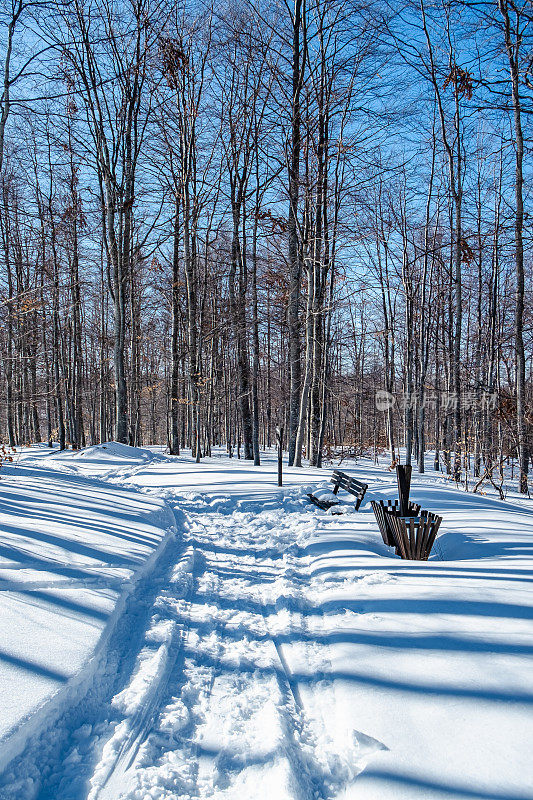 光秃秃的树木在积雪覆盖的土地上投下阴影，人行道和长凳