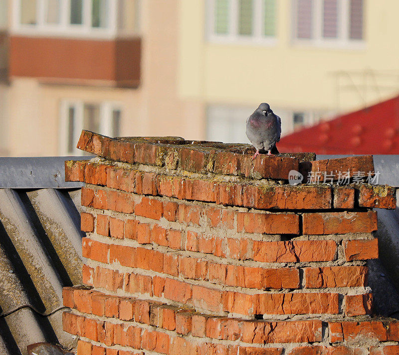 城市里的鸽子在屋顶上晒太阳。