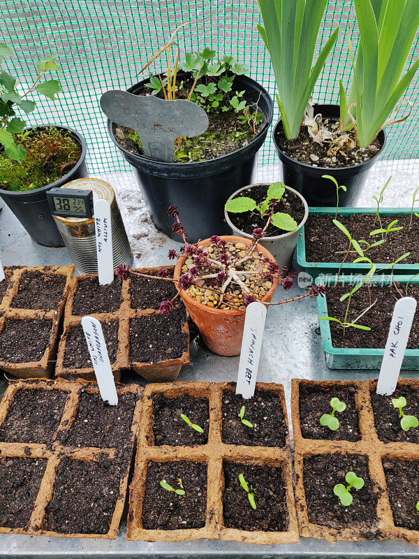 盆栽台上的幼苗和植物
