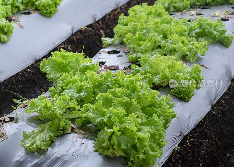 卷生菜生长在塑料覆盖物