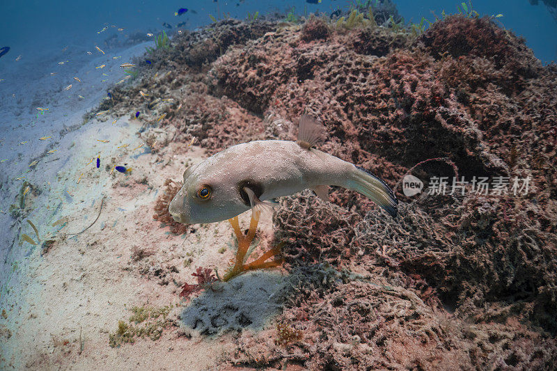 灰色河豚鱼或箱鱼或气球鱼游泳在深海沙底水肺潜水探索旅游活动水下蓝色背景景观在安达曼海，泰国