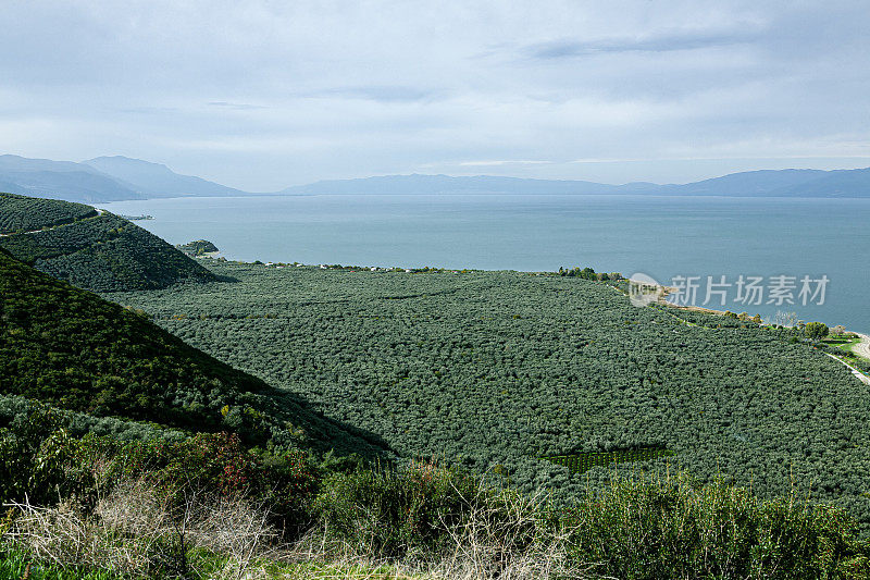 在Gemlik的橄榄园，土耳其。