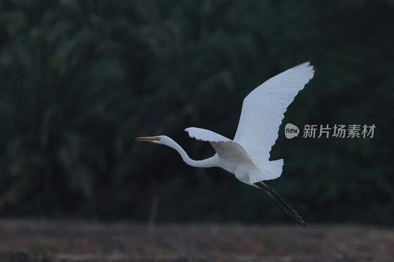 绿地里的白鹭