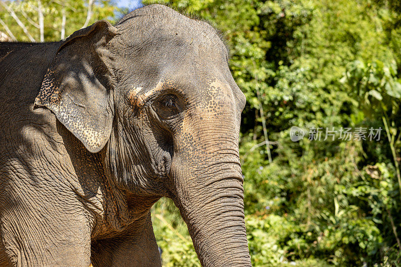 普吉岛大象保护区的大象特写