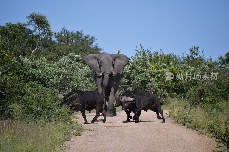 克鲁格国家公园的非洲象和水牛群