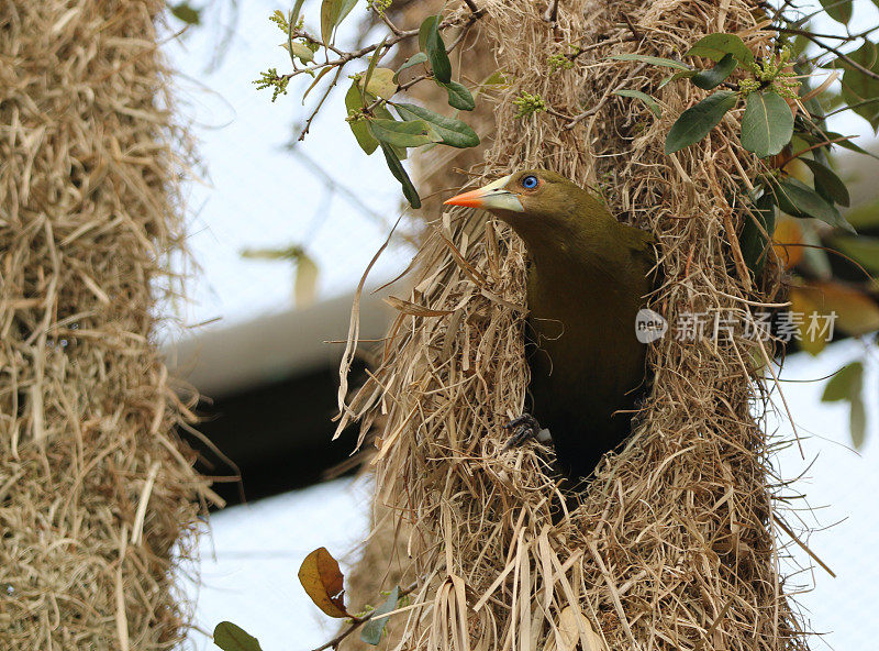 绿色Oropendola