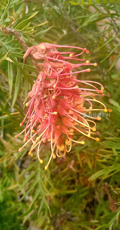 Grevillea