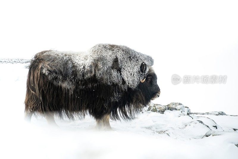 一只公麝牛在非常寒冷的冬季环境中，在挪威奥普达尔的多夫菲尔国家公园的山上