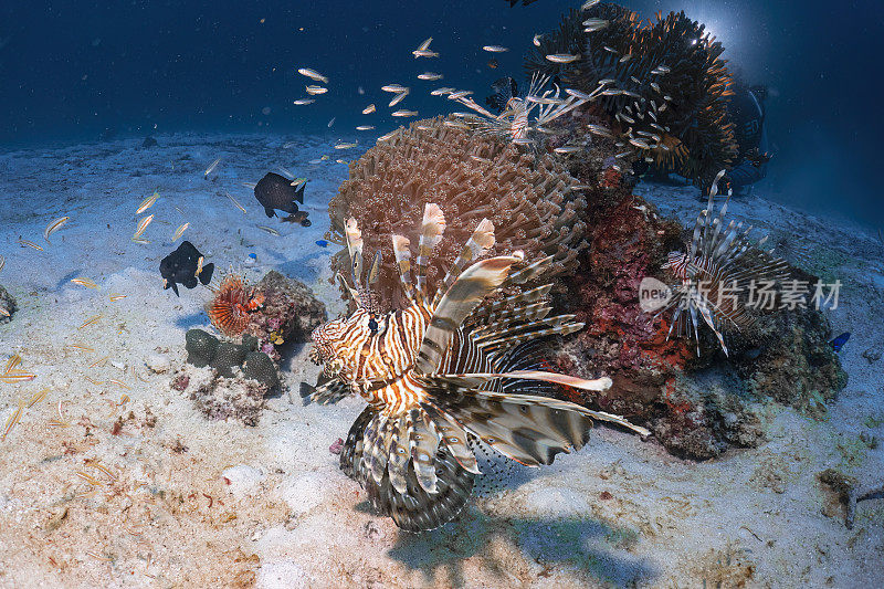 在泰国安达曼海，大橙色狮子鱼或狮子鱼在深海沙底珊瑚礁周围游泳，水肺潜水探索水下蓝色背景景观的旅行活动