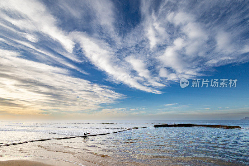 一只鸬鹚在南非威特桑海滩的潮汐池上展开翅膀