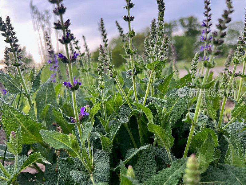 多年生开花鼠尾草