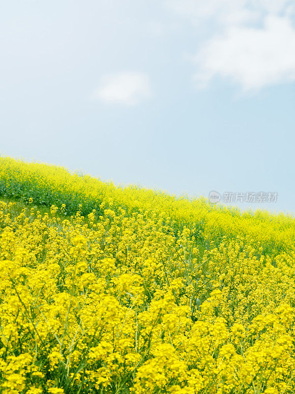 一片油菜花盛开的田野，一片蓝天。日本千叶县