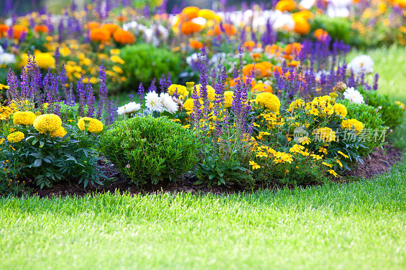 绿色草坪上美丽的五彩花坛