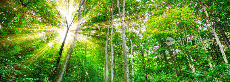 森林与紫外线