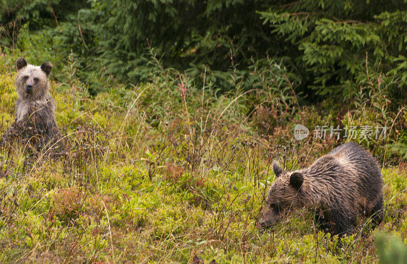 西部太特拉山脉自然环境中的棕熊。波兰