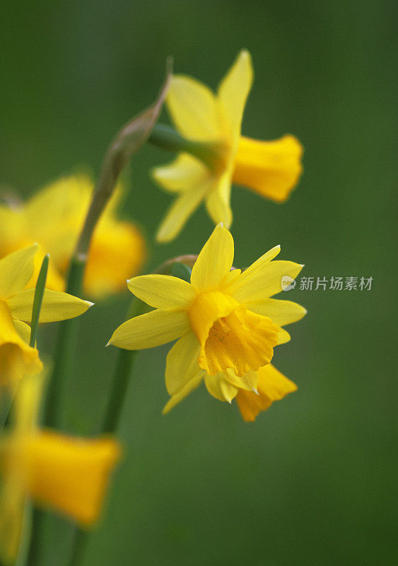 花园里水仙花的特写