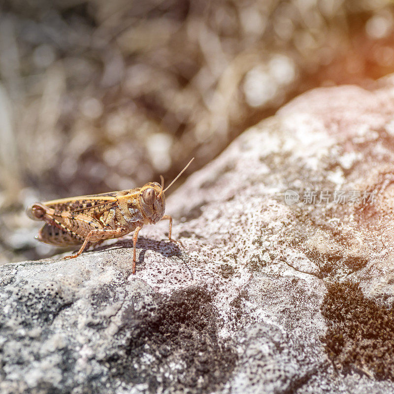 宏观上看，常见的小棕蚱蜢蟋蟀在岩石上