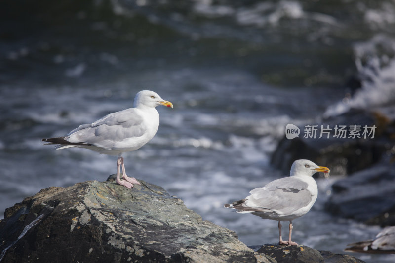 两只银银鸥