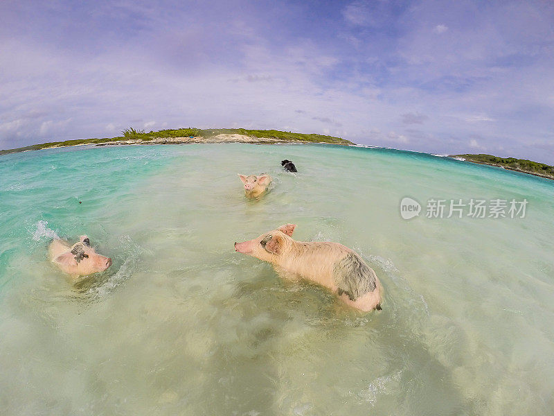 在加勒比海游泳的猪