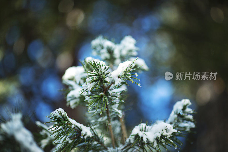 银针冷杉树在森林与雪