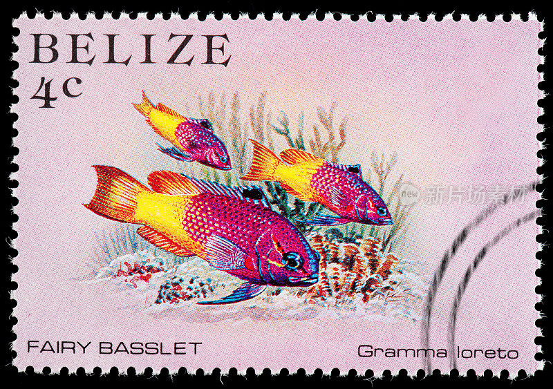 在伯利兹邮票上的彩色神仙Basslet鱼
