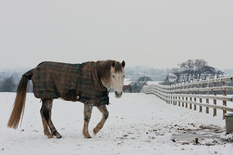 在下雪天崎岖的马头为水槽。