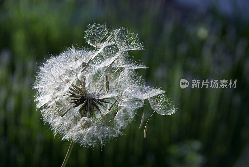 特拉戈波贡普拉滕西斯