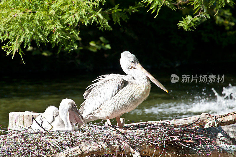 鹈鹕和它的幼崽