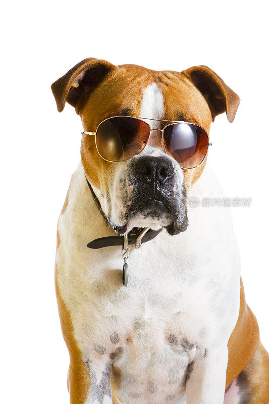 戴着酷酷太阳镜的拳击犬