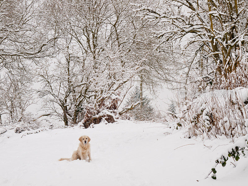 雪地里的寻回犬