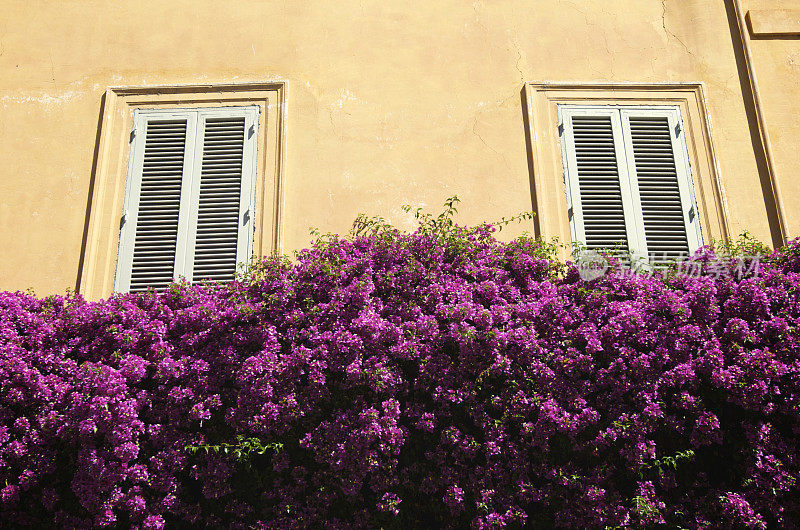 经典的意大利建筑与开花的粉红色灌木