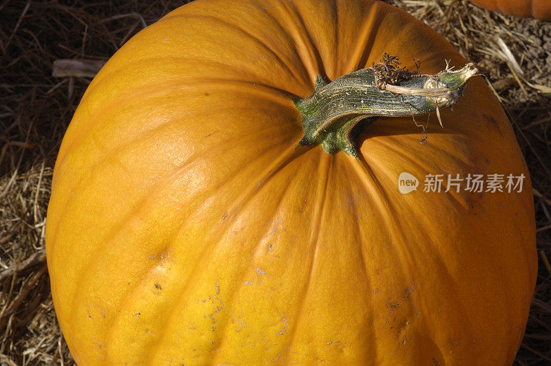 农村南瓜地里收获时南瓜的特写