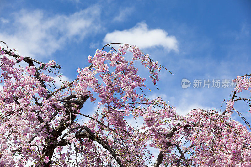 日本樱花