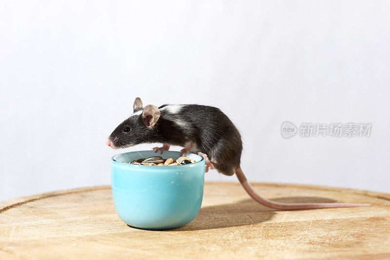 可爱的黑白老鼠在绿松石碗