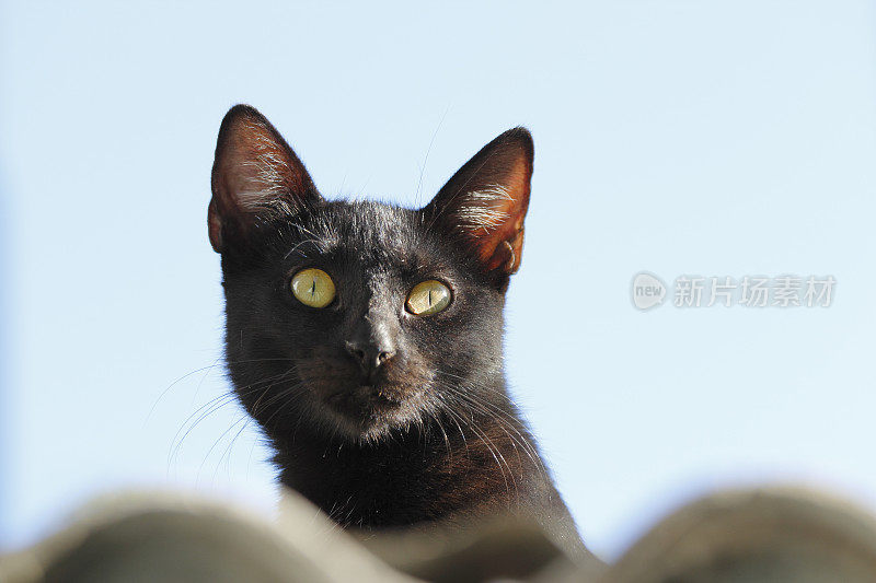 在塞浦路斯的黎明黑猫在尼科西亚城市屋顶上看