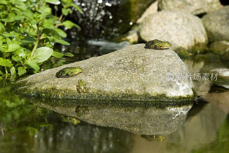 青蛙家族