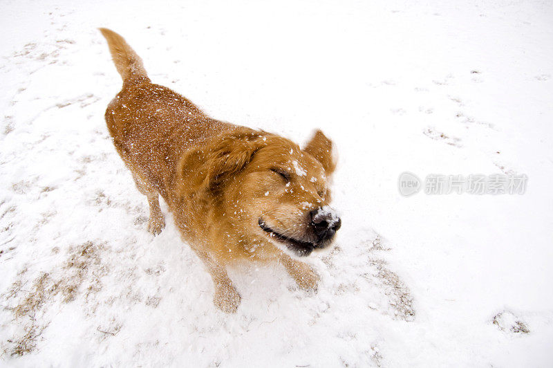 雪地里的金毛寻回犬