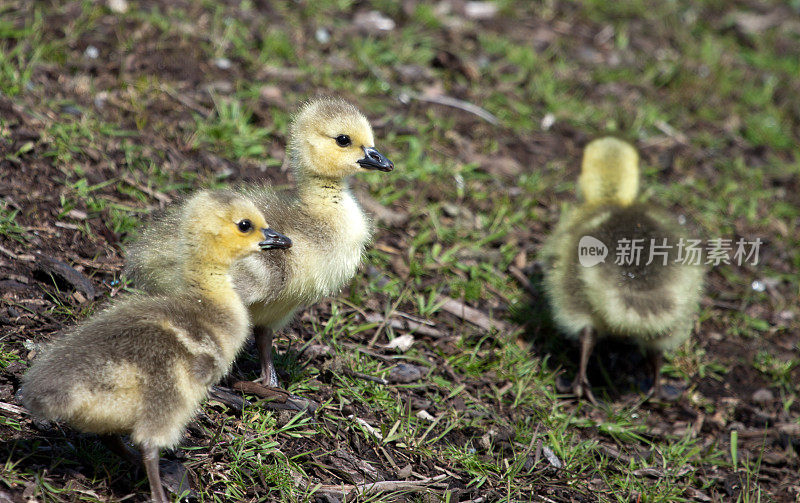 加拿大鹅高斯林