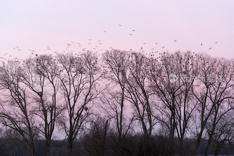 树上的腐肉乌鸦