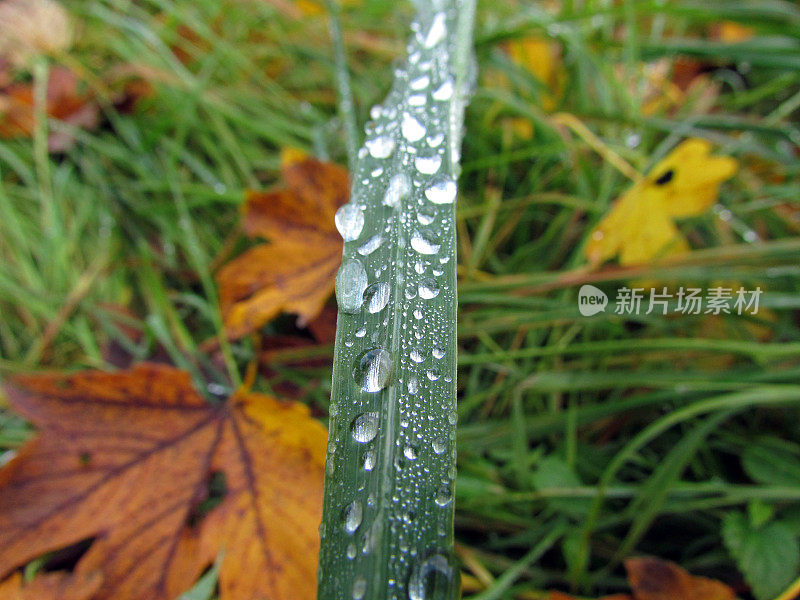 雨滴落在草叶上