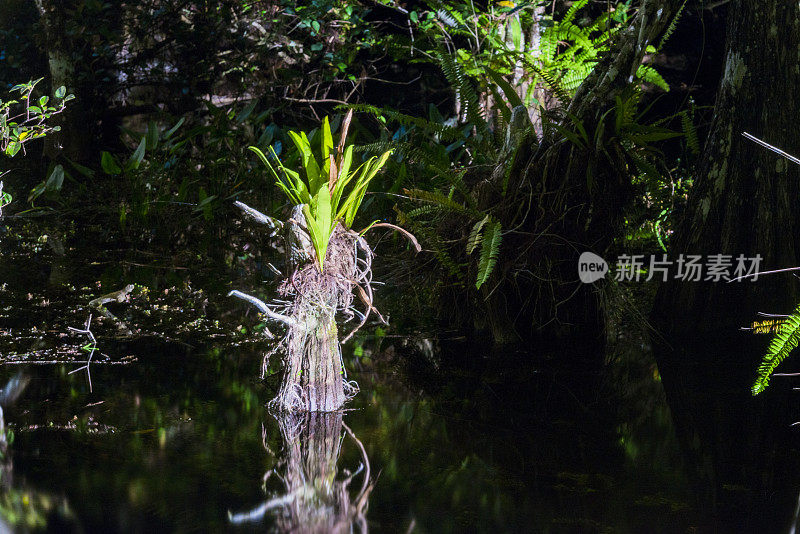 大柏树国家公园沼泽夜在大沼泽地