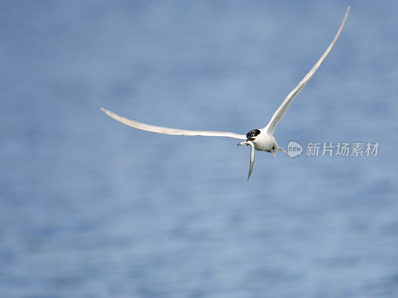 三明治燕鸥