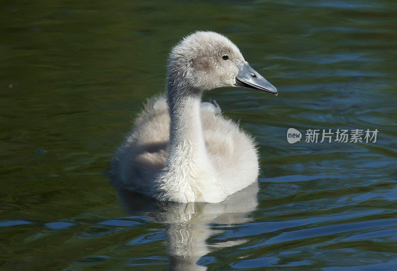 疣鼻天鹅