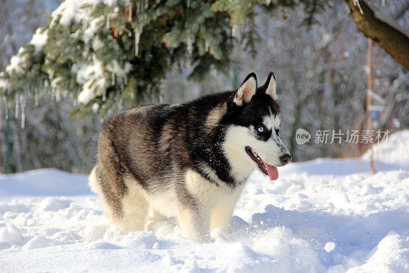 雪中的西伯利亚哈士奇