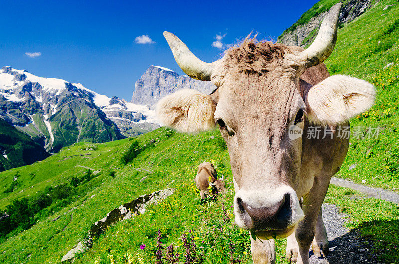 瑞士高山牧场上的奶牛