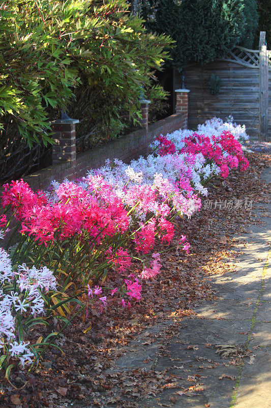 粉红色的海棠花(宝石百合)，秋季花园阳光