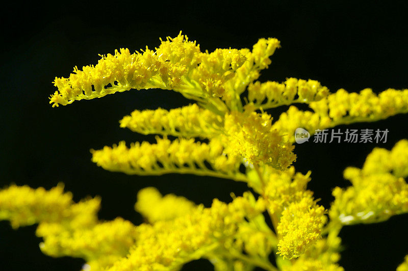 秋麒麟草属植物的花。