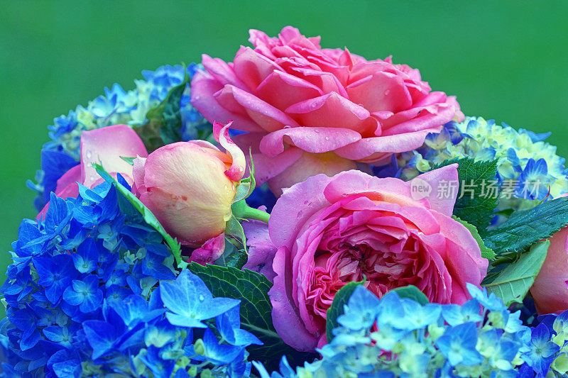 英国玫瑰和绣球花