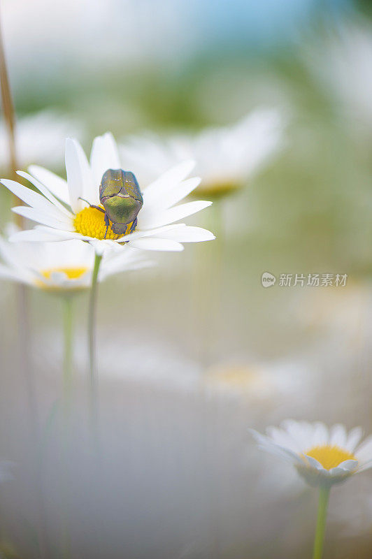 牛眼雏菊上的花甲虫