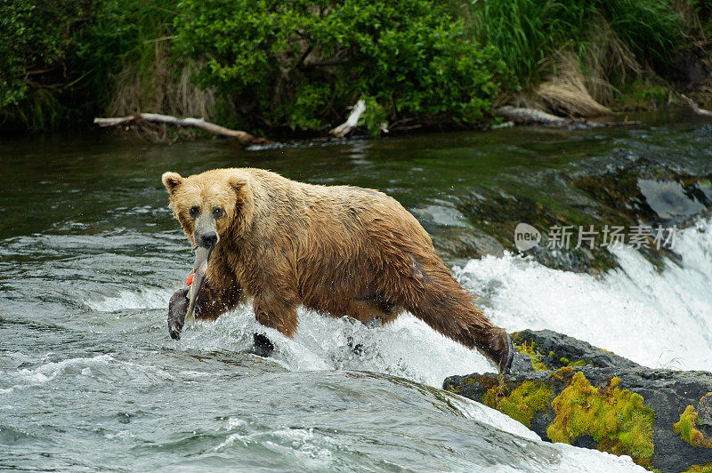 阿拉斯加布鲁克斯瀑布的棕熊和鲑鱼
